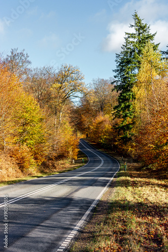Ruta, carretera en el medio del bosque en otoño en Dinamarca - Path, road in the middle of the forest in autumn in Denmark