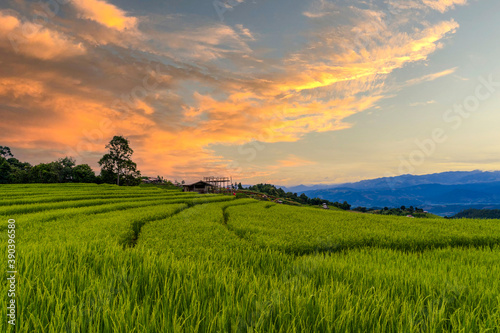 landscape view of green terraced plantation paddy rice field in Pa Pong Pieng   Mae Chaem  Chiang Mai  Thailand on sunset time.