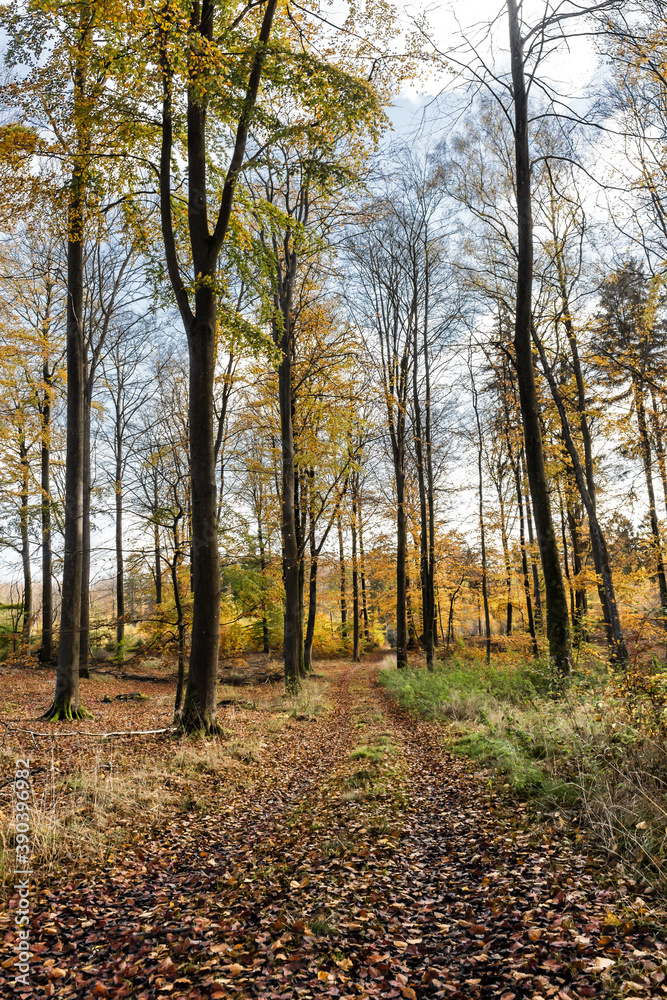 Camino en el bosque rodeado de hojas y arboles secos en otoño - Path in the forest surrounded by leaves and dry trees in autumn