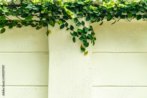 Green climber plant on white plaster wall. © Yuwarin