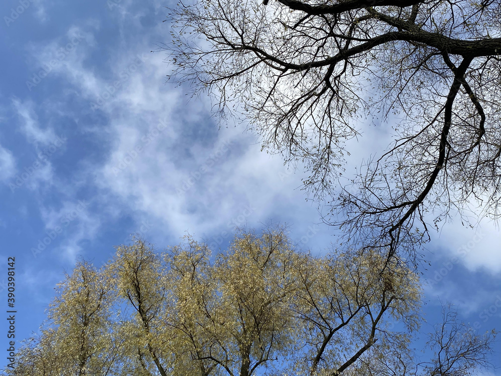 treetops against the blue sky. nature background
treetops against the blue sky. nature background
