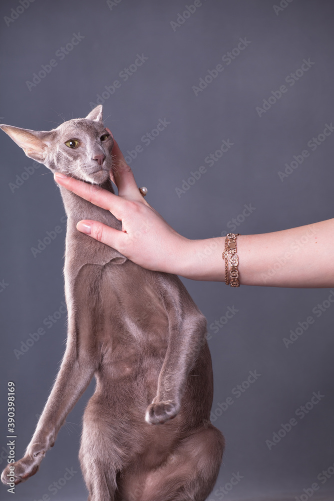 Man's hand pressed the oriental cat