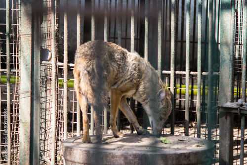 Photography Young Jackal animal or Indian wild dog sitting behind bars in cage with shallow
