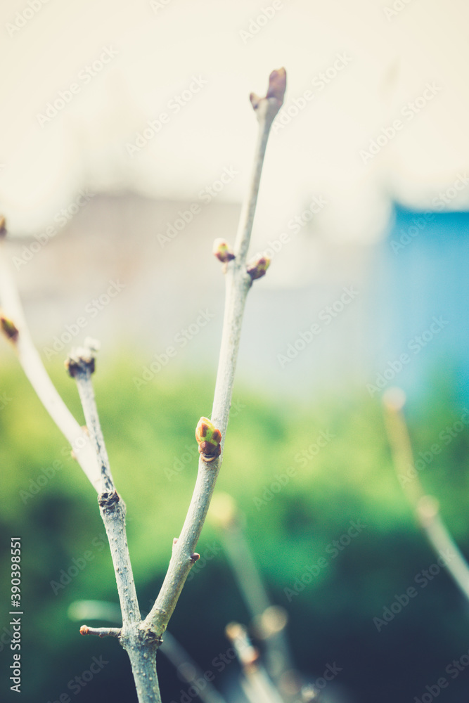 New buds of hydrangea in the garden. Shallow depth of field. New buds of hydrangea in the garden. Shallow depth of field.