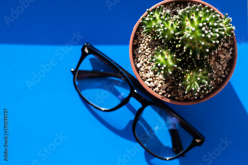 glasses in black frames for a computer lie next to a cactus in a pot on a bright blue solid background