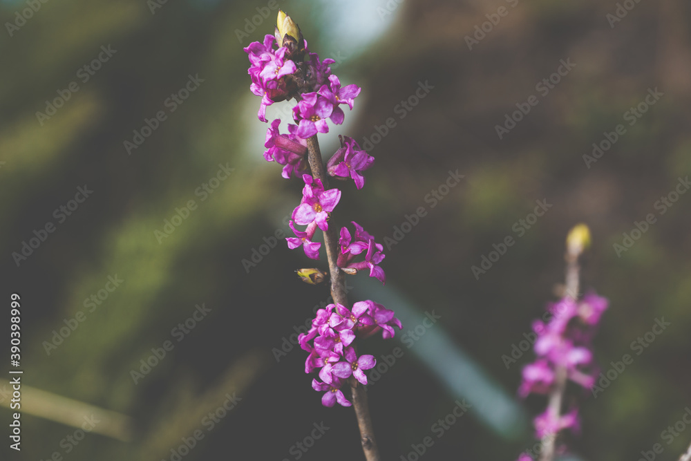 Fototapeta premium Rhododendron blossoming in the forest. Selective focus. Shallow depth of field. 