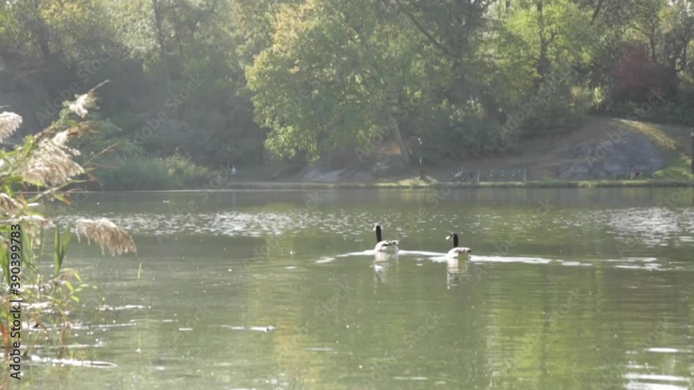 Ducks Swimming Away in Big Pond, Slow Motion Ducks Swimming Away in Big Pond, Slow Motion