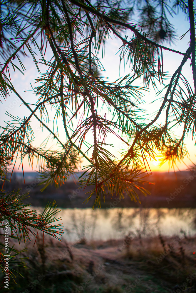 Fototapeta premium the sun light plays through the branches of a pine