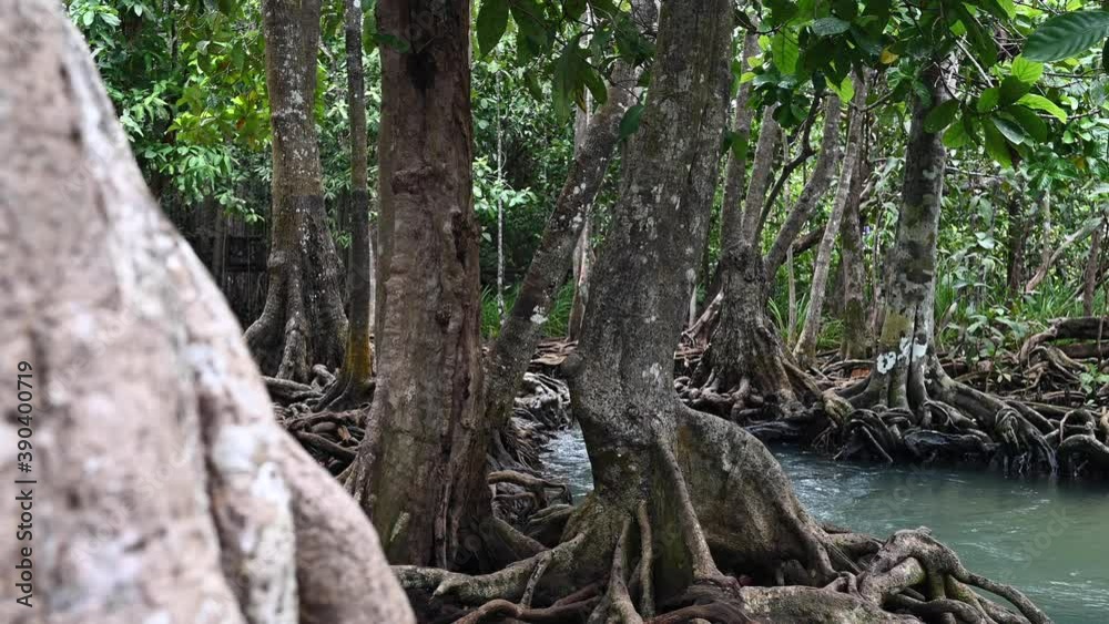 Stream of water and beautiful root of trees at Thapom Klong Song Nam, Krabi, Thailand. used slider. Stream of water and beautiful root of trees at Thapom Klong Song Nam, Krabi, Thailand. used slider.