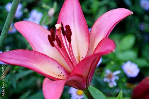 Pink Lily. Flower of female happiness.