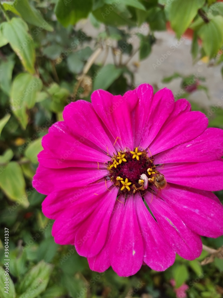 Obraz premium flowers