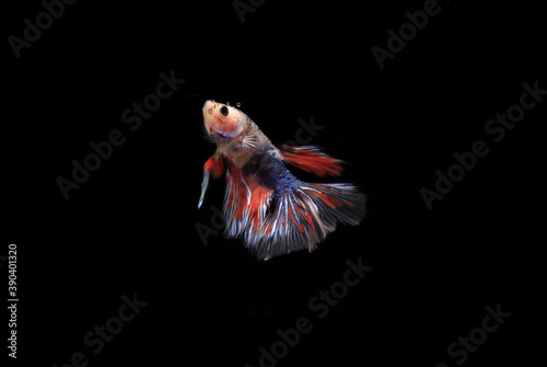 Small Colorful Betta fish, at Black background
 photo