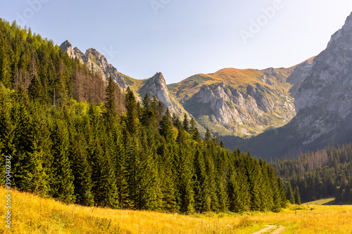 Fototapeta Naklejka Na Ścianę i Meble -  Mountain glade Wielka Polana Malolacka with pine trees and spruces in autumn, with rocky Tatra Mountains in the background, Poland. Giewont, Siodlowa Turnia, Mnichowe Turnie, Wielka Turnia peaks.