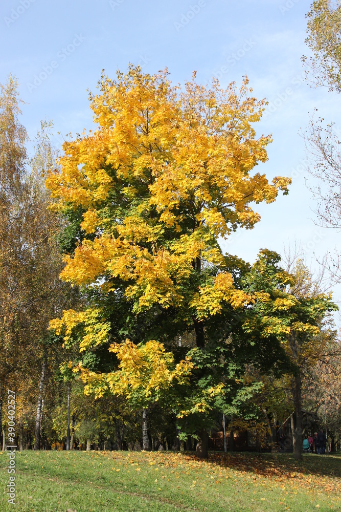 Naklejka premium A tree with yellow and green leaves. Russia.