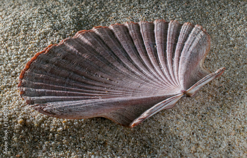 Mexican flat scallops, gisella shells,mollusk shell pecten vogdesi sea shell on the sand in macro photography