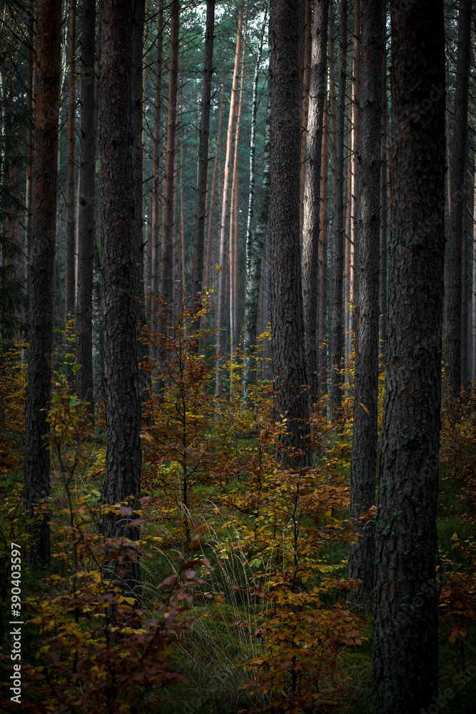 Dark morning in a pine forest. The leaves of deciduous trees have changed their color into yellow and orange. Selective focus on the tree trunks, blurred background. Dark morning in a pine forest. The leaves of deciduous trees have changed their color into yellow and orange. Selective focus on the tree trunks, blurred background.