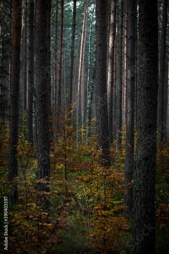 Dark morning in a pine forest. The leaves of deciduous trees have changed their color into yellow and orange. Selective focus on the tree trunks, blurred background. © juste.dcv