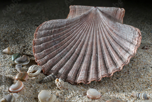 Mexican flat scallops, gisella shells,mollusk shell pecten vogdesi sea shell in black background in macro photography surrounded by small snail shells on the sand