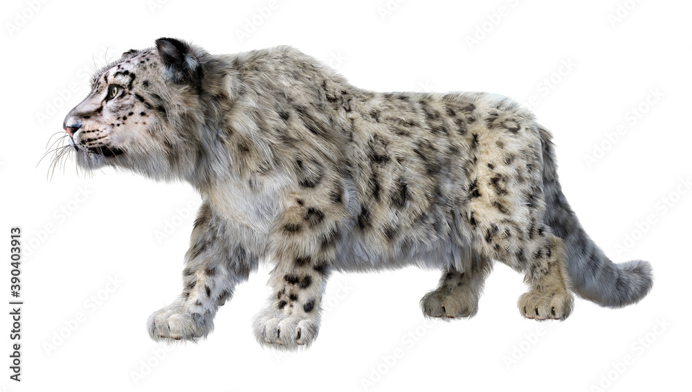 Fototapeta premium 3D Rendering Snow Leopard on White