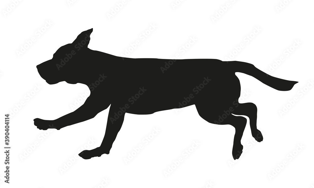 Running english beagle puppy. Black dog silhouette. Isolated on a white background.
