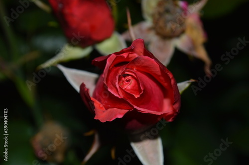 Closed red rose. Elegant flower and its short flowering stage.