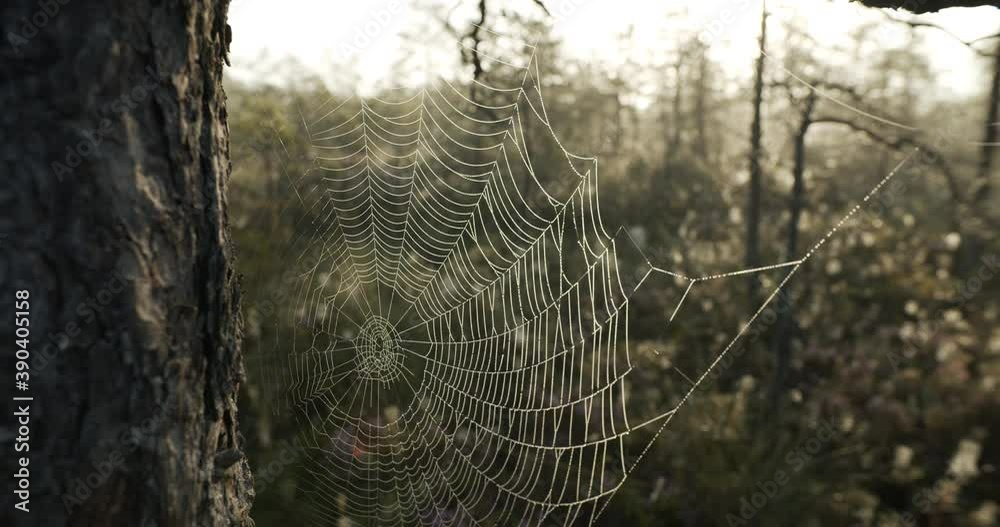 Spider web cobweb with dew drops in bog on tree in morning at sunrise