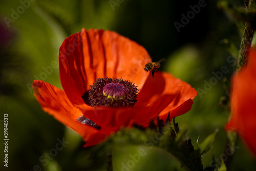 
flowers of life - poppies