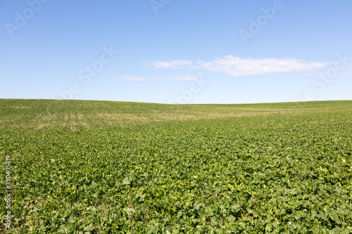 Rolling green agriculture field set against a clear sky in the German countryside.