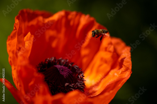 
flowers of life - poppies
