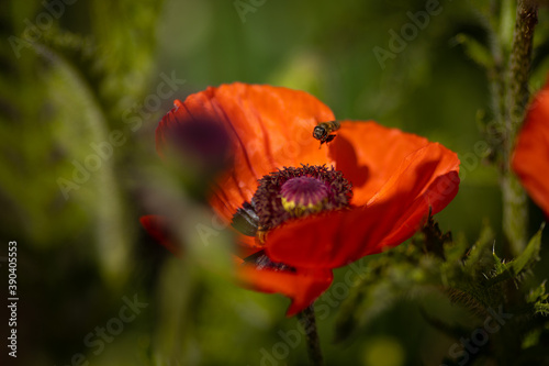 
flowers of life - poppies