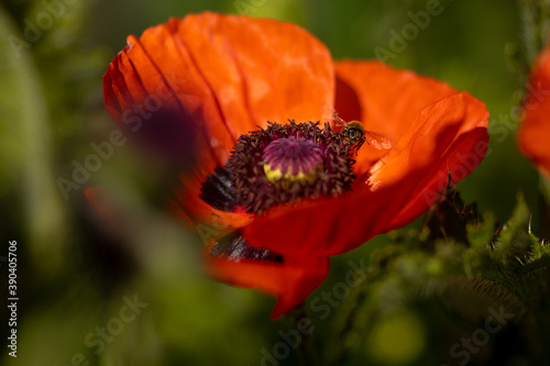 
flowers of life - poppies