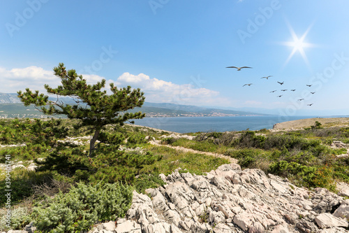 View from island Krk with rocky coastline and pine tree to dalmatian coast near Rijeka on Adriatic sea, Croatia Europe photo