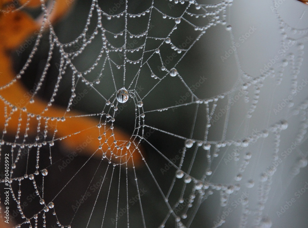 spider on web - obrazy, fototapety, plakaty 