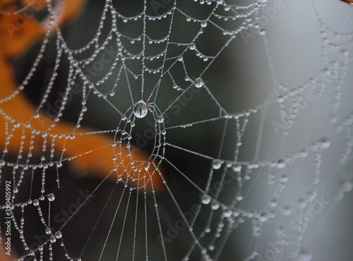 spider on web © Barbara