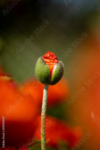 
flowers of life - poppies