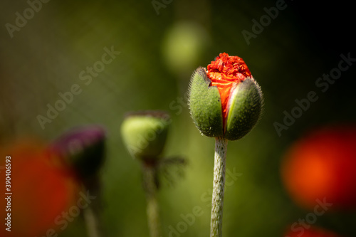 
flowers of life - poppies