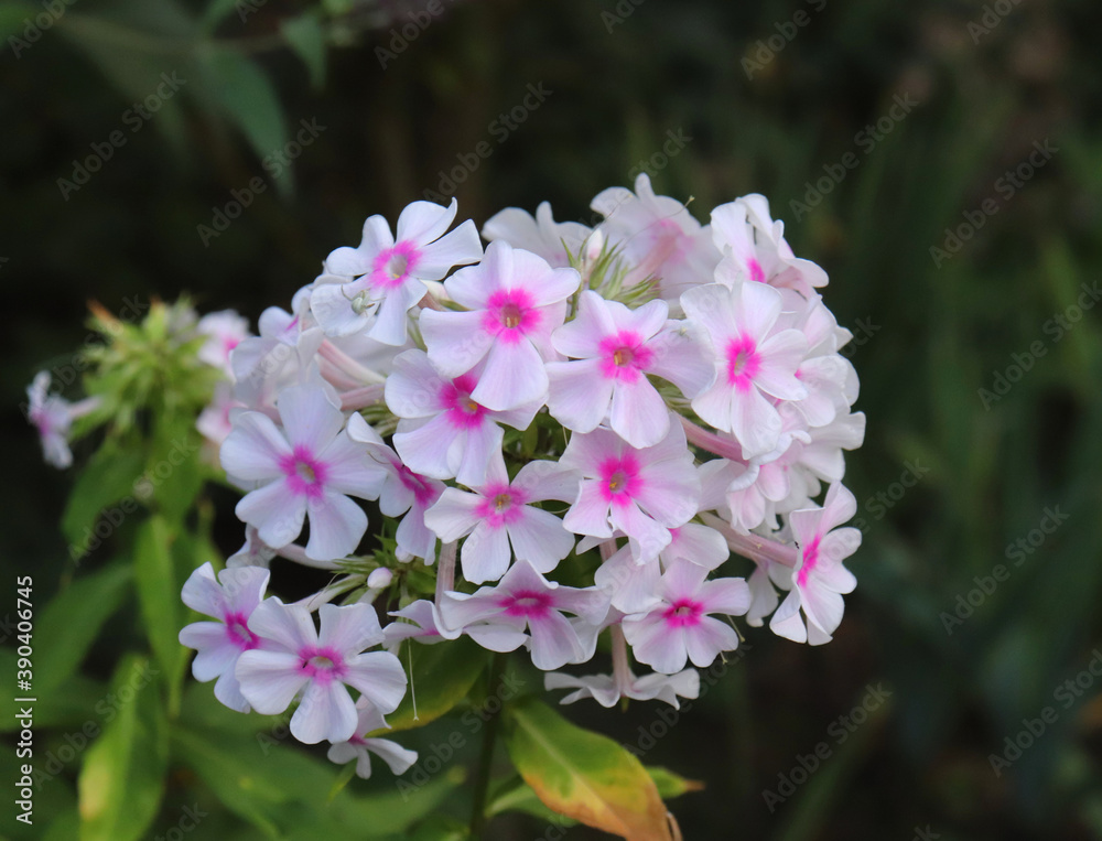 Obraz premium Phlox flowers blooming close up. Photo on green garden background in the garden. Shot of an phlox flower in bloom is working perfectly with the green background.Blooming, spring, flora. Flowers photo.