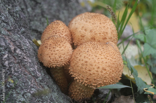 Cuadro en lienzo mushrooms on a tree