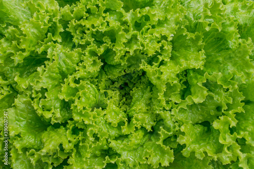 crisp lettuce green leaves detailed  