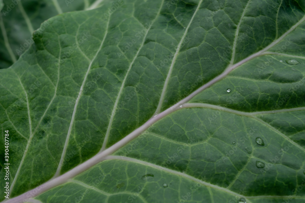 dark green kale leaf with drops of water dark green kale leaf with drops of water