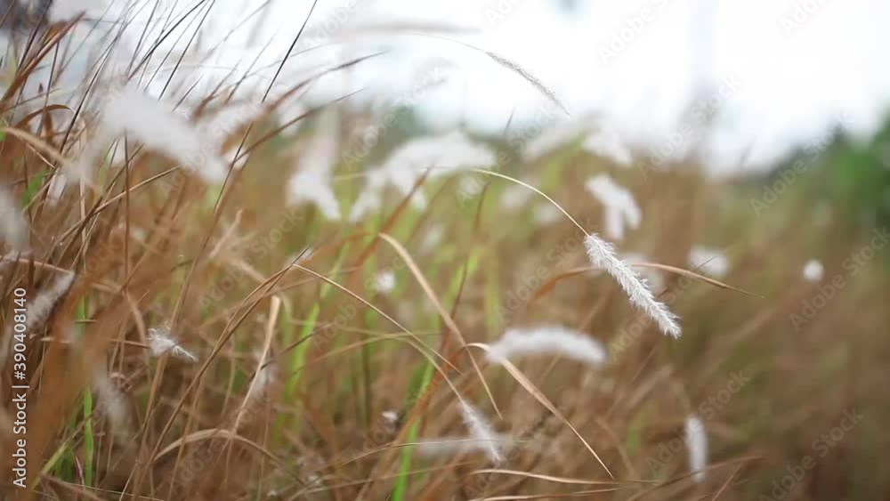 Natural meadow grass swayed by wind blow. The beautiful swaying grass field on the edge of the highway Natural meadow grass swayed by wind blow. The beautiful swaying grass field on the edge of the highway