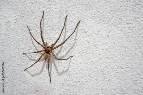 A spider on a white wall