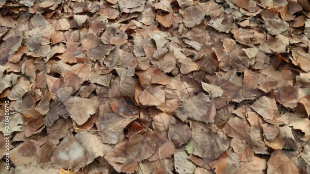 In autumn, the ground is covered with leaves In autumn, the ground is covered with leaves