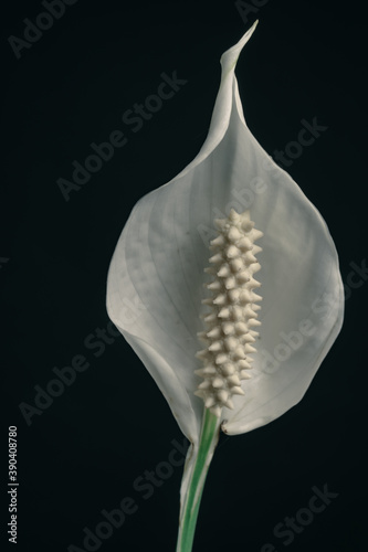 Close up white Spathiphyllum pearl flower isolated on a black background pattern for design... photo