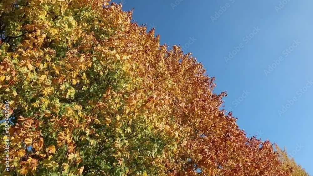 Golden autumn maple leaves on a tree with a blue sky background. Sunny weather, clear skies Golden autumn maple leaves on a tree with a blue sky background. Sunny weather, clear skies