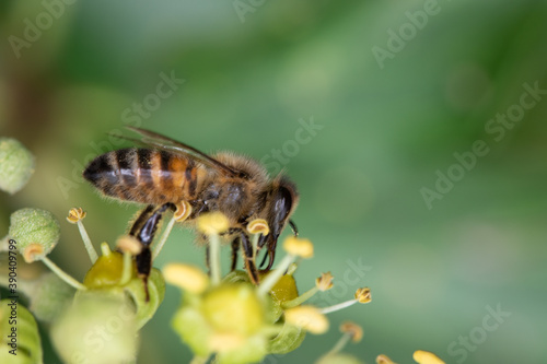 Close up of one honey bee flying around honeysuckle flowers bee collecting nectar pollen on spring sunny day slow motion © Lenti Hill