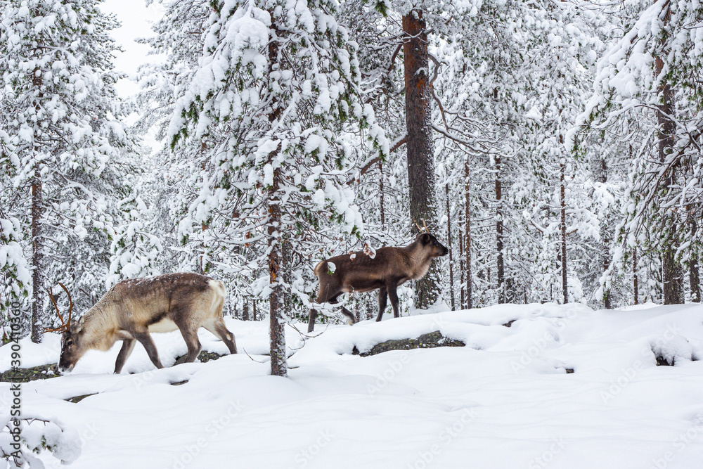 A couple of deer are walking in the snow of the winter forest.