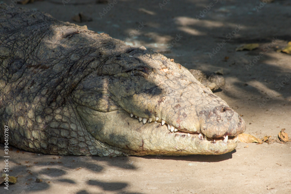Obraz premium A young Indian crocodile or Mugger crocodile also known as marsh crocodile closeup shot, resting near a pond in zoo park, sharp white teeth and dangerous look of Fresh water crocodile 