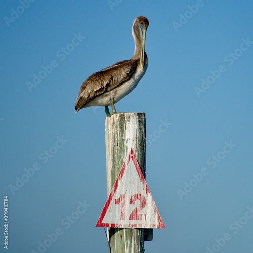 Pelican on Channel Marker