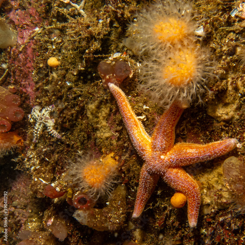 A closeup picture of a common starfish  common sea star or sugar starfish  Asterias Rubens. Picture from the Weather Islands  Skagerack Sea  Sweden